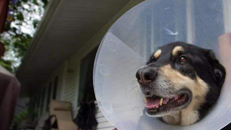 狗剪耳朵视频教程,狗耳朵剪破了一直流血