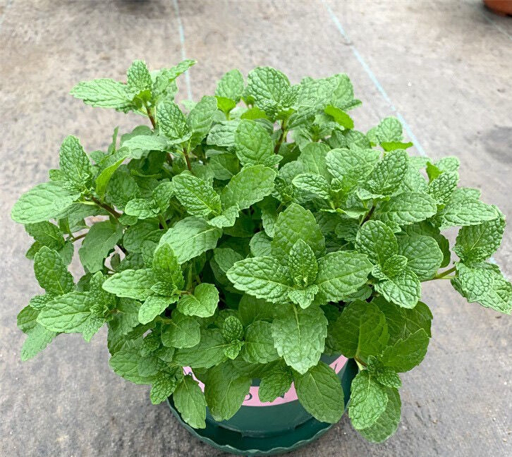 最好养的室内驱蚊植物是什么,适合室内养的驱蚊花卉有哪些品种