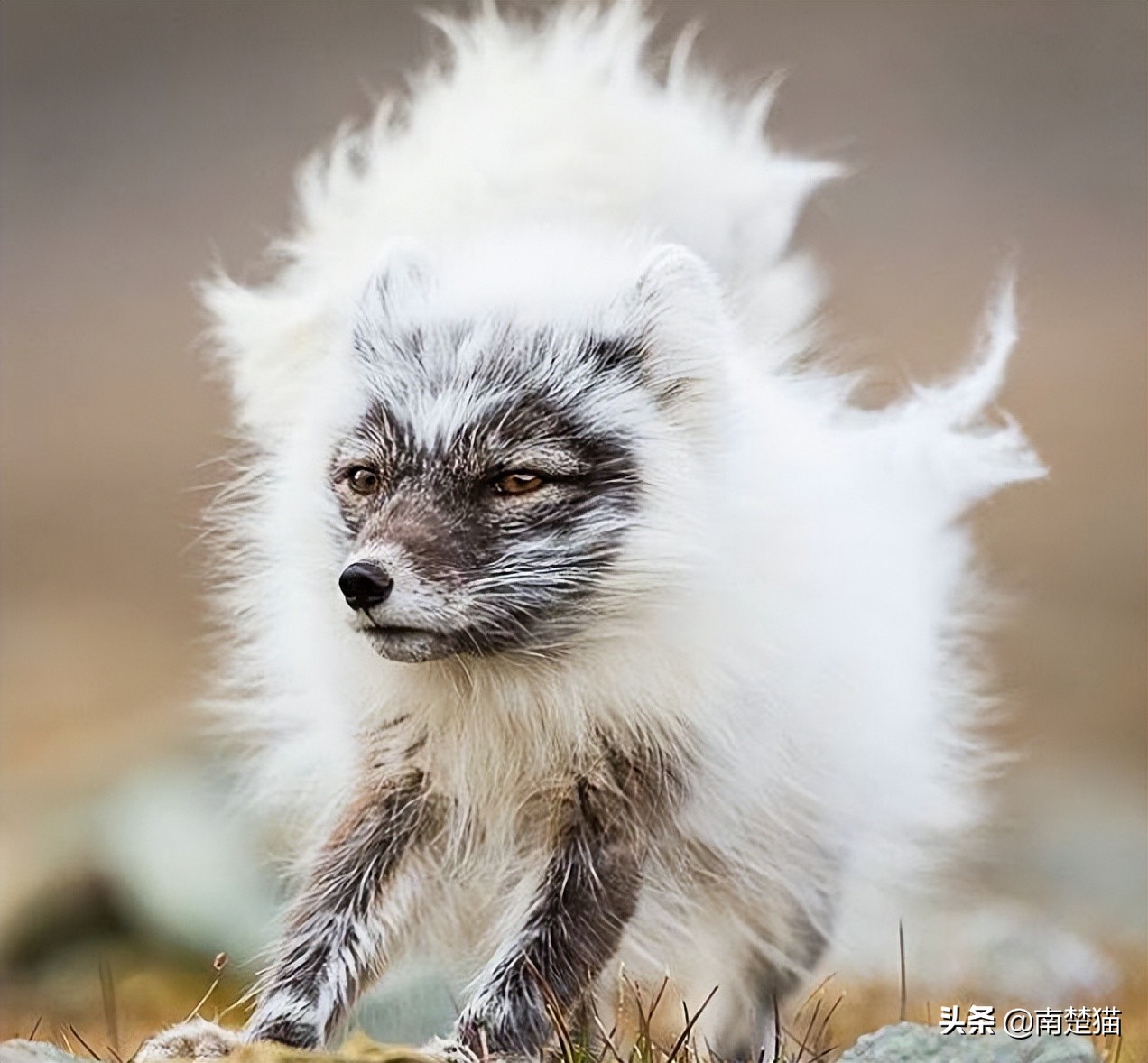 分享各种各样的动物,保证你没见过的20种新动物