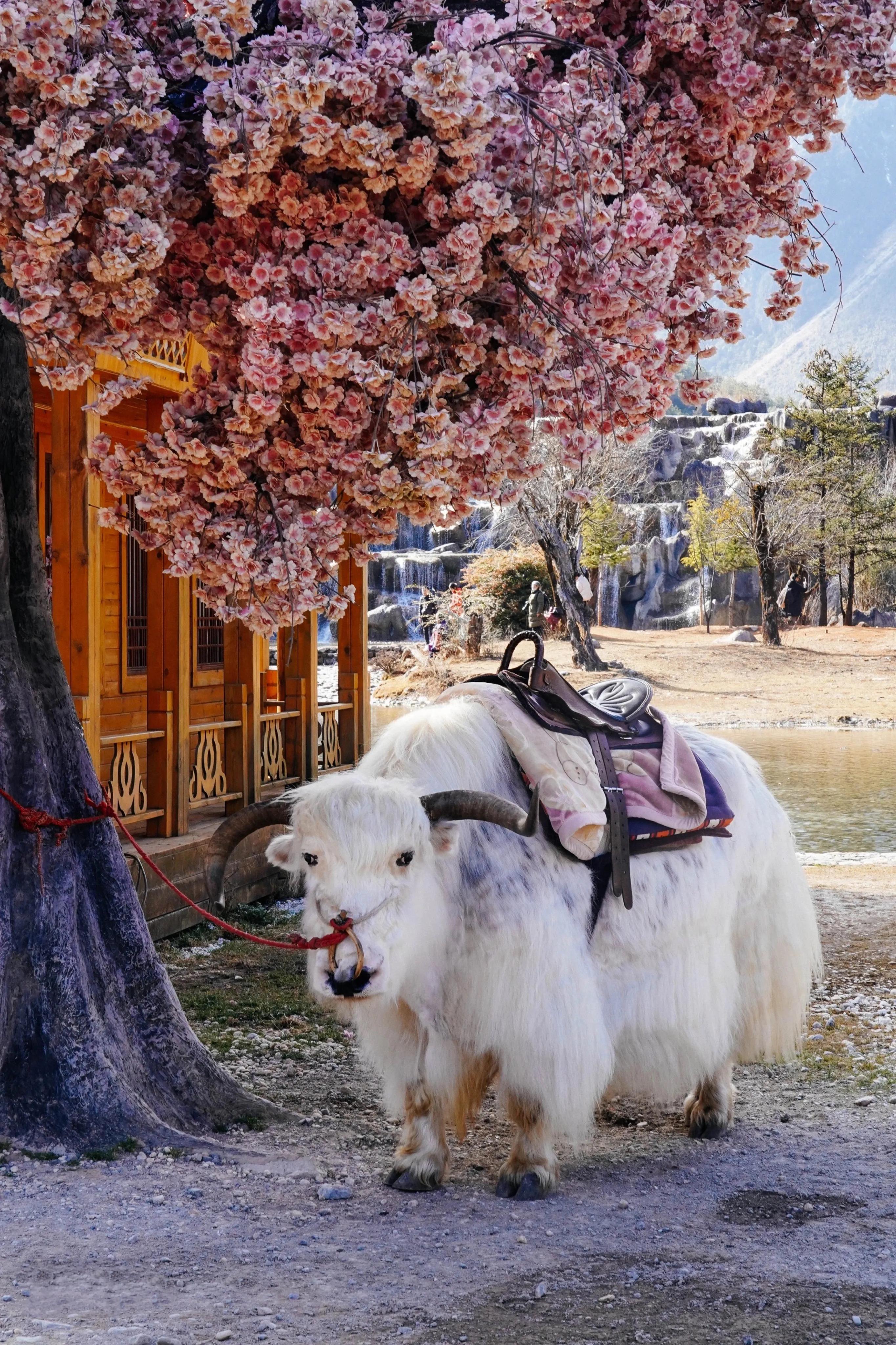 玉龙雪山夏季游玩攻略,自驾玉龙雪山保姆级攻略