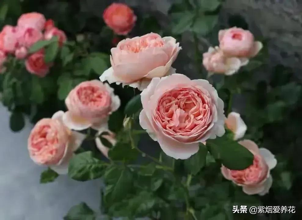 很仙的粉白色的月季品种,天狼月季涵仙