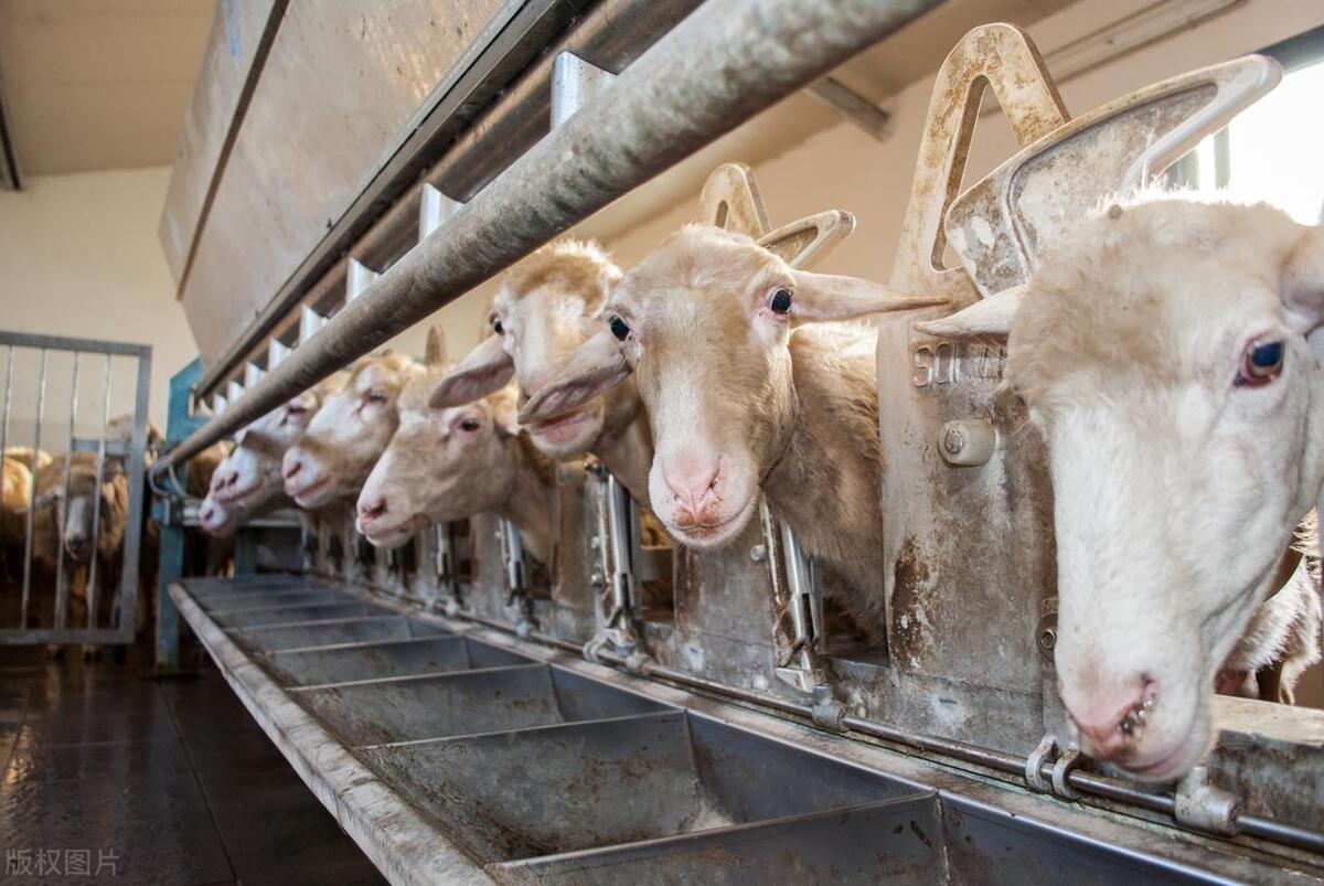 猪价回调养殖,养牛前景及2024年猪价预测