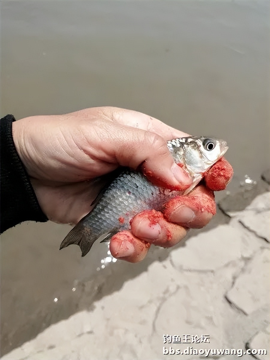 钓鱼王饵野钓破百尾