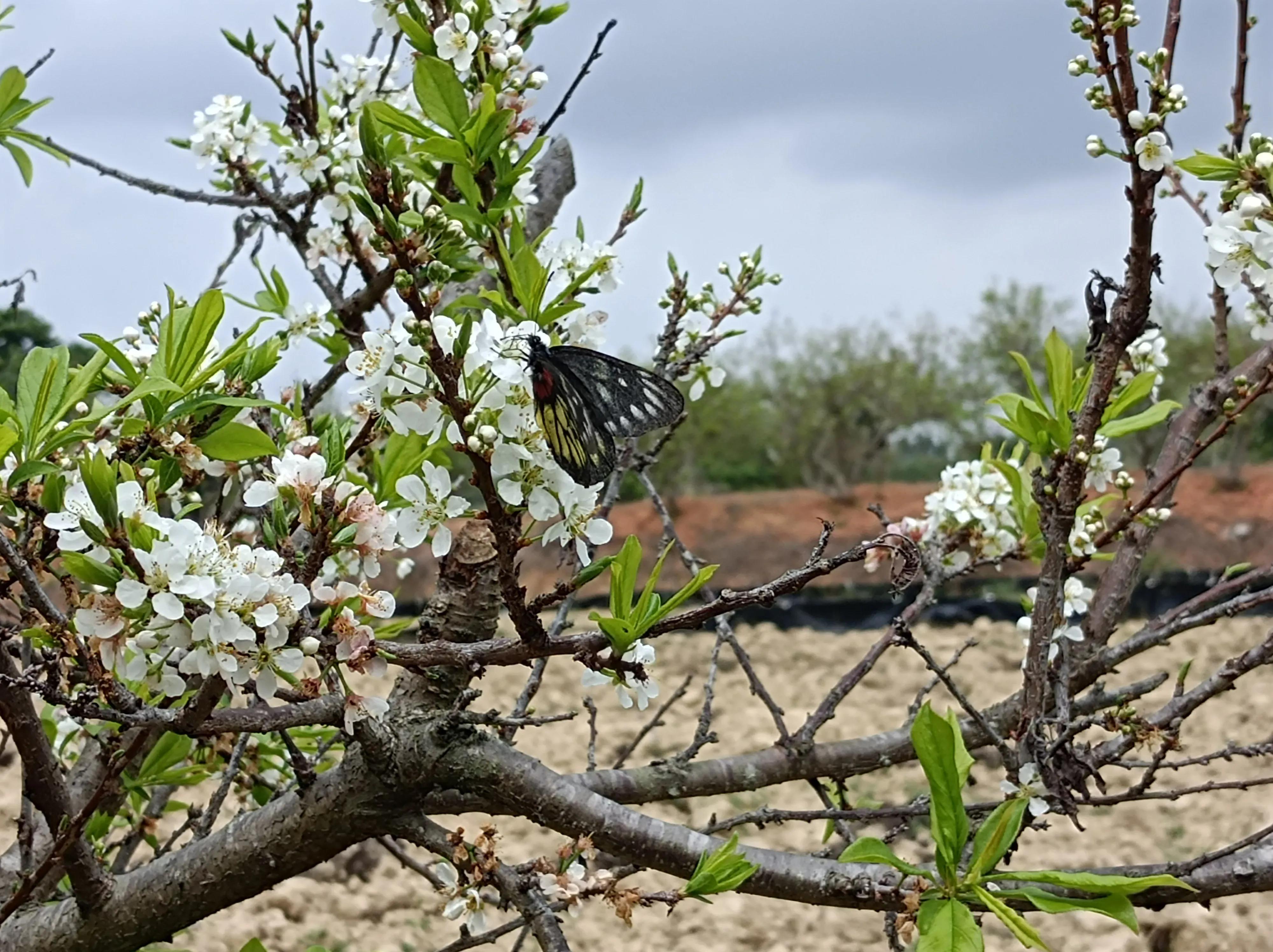 新湾乡车氏宗祠,车氏祖祠修缮