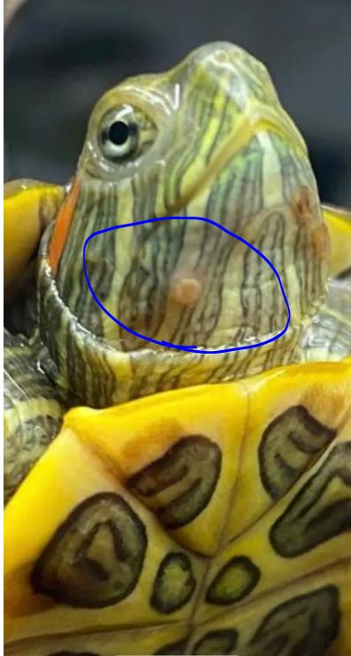 乌龟疥疮病防治,乌龟疥疮患病原理