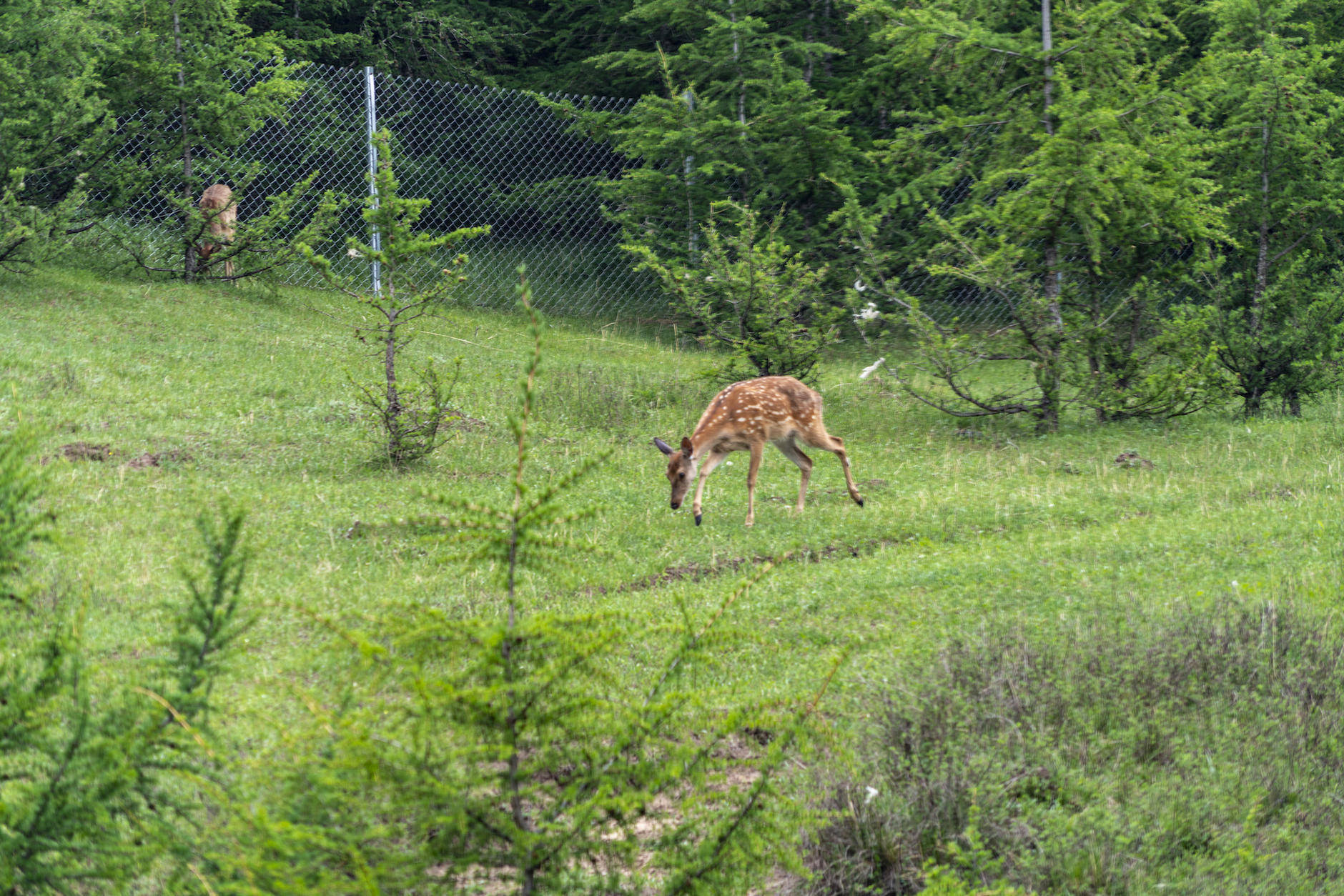 丰宁坝上草原的夏天,丰宁坝上草原夏天景色