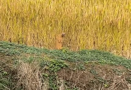 黄鼠狼不能打什么原因,为什么黄鼠狼到人家不能打