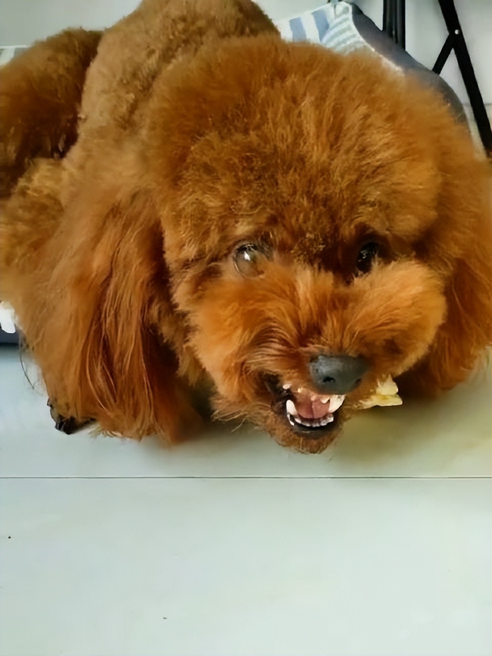 泰迪五大表现证明被你养熟了,泰迪尴尬期怎么处理好