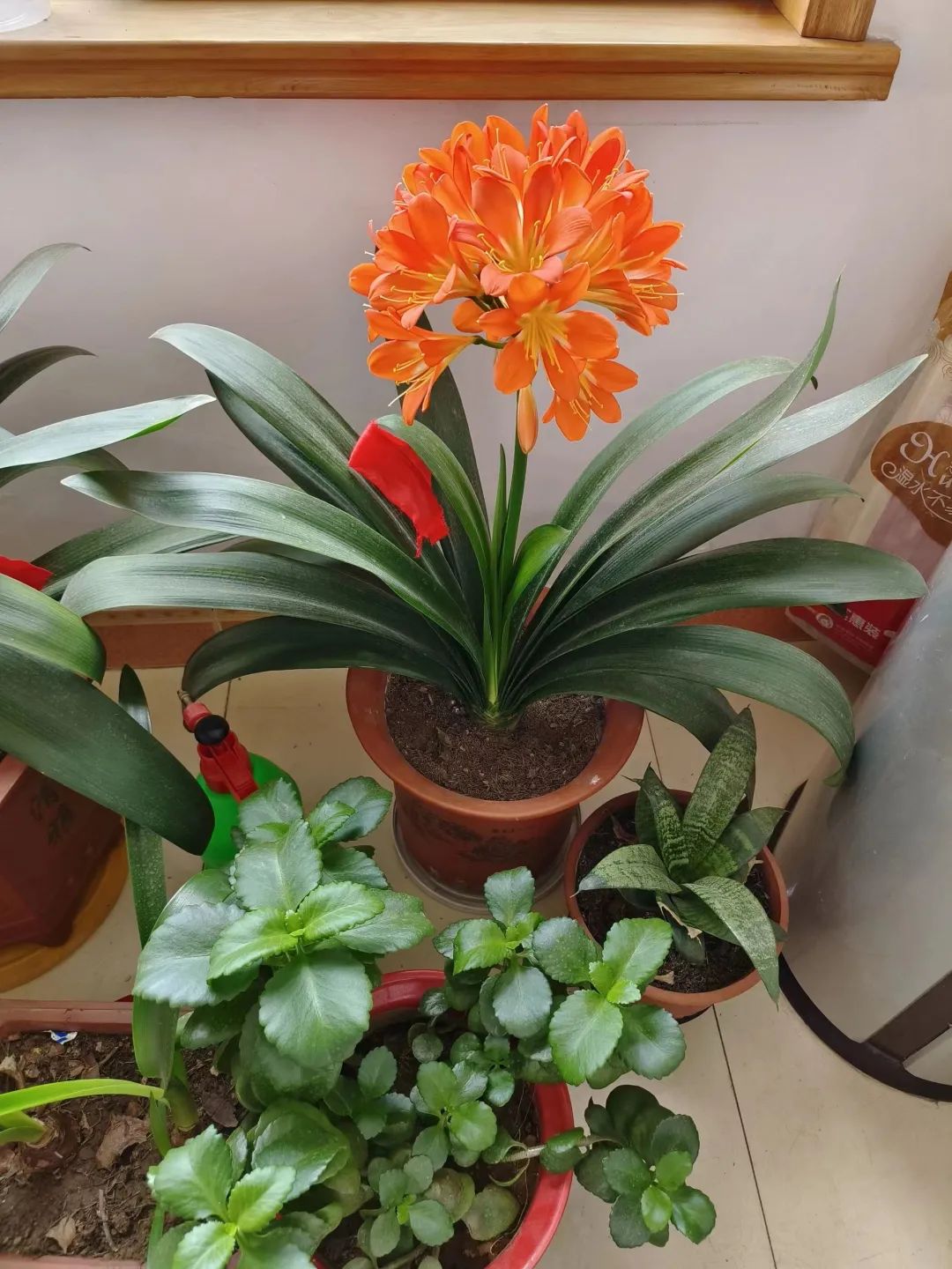 寓意最好的十大盆栽花卉,好运当头的花卉