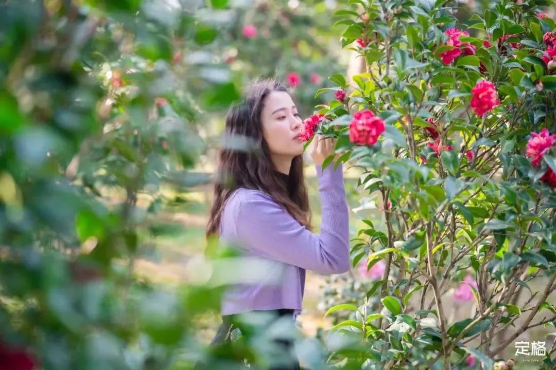 深圳3月14个赏花胜地全部免费,深圳清明节踏青赏花好去处