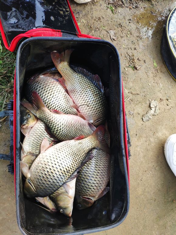 夏季钓鱼用什么添加剂最好,适合冬天钓鱼用的添加剂