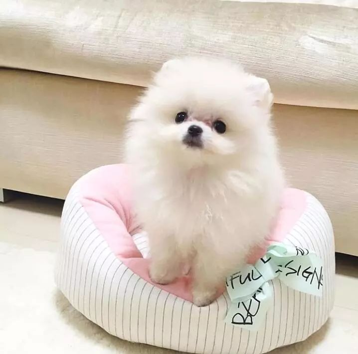 博美咬人怎么彻底纠正,博美要咬人怎么纠正