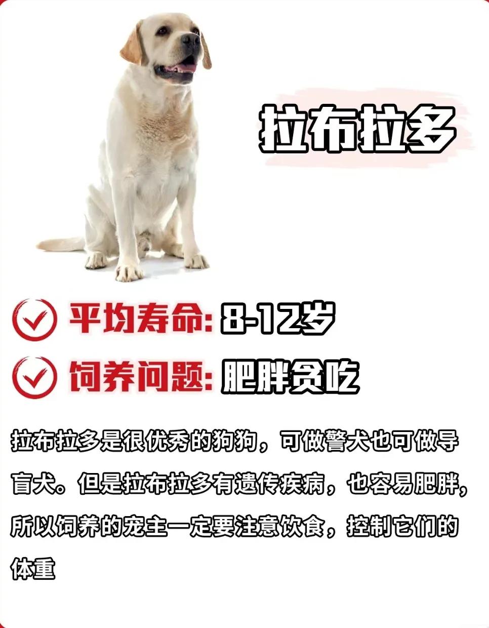 狗狗库欣氏病寿命,泰迪狗狗寿命一览表