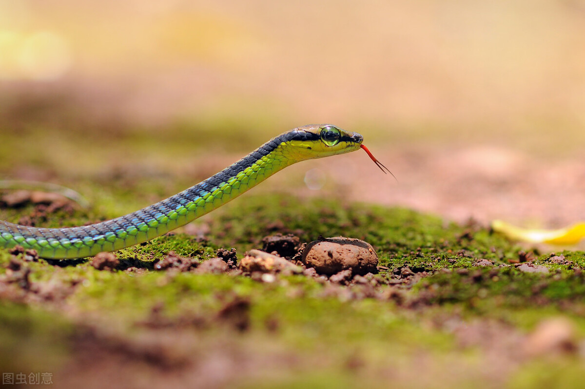 黄鼠狼黄大仙真的存在吗,古代的黄大仙是指的是黄鼠狼吗