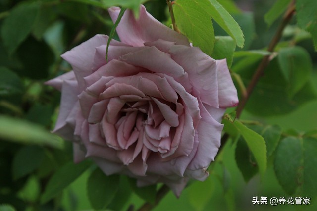 哪种紫色的月季最好看,蓝紫色的月季有哪些