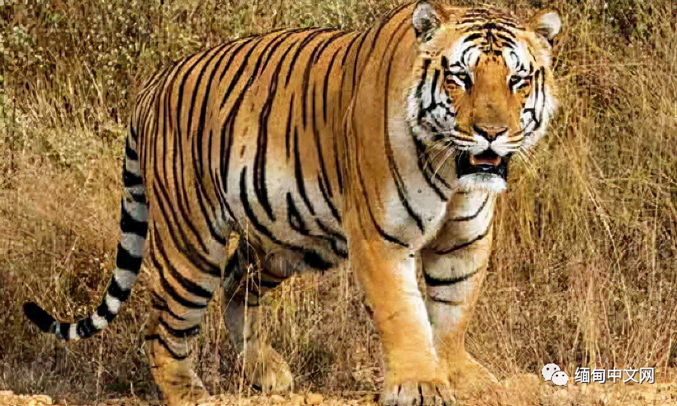 “谈虎色变？不！人心猛于虎！”幸好缅甸的野生老虎在增加