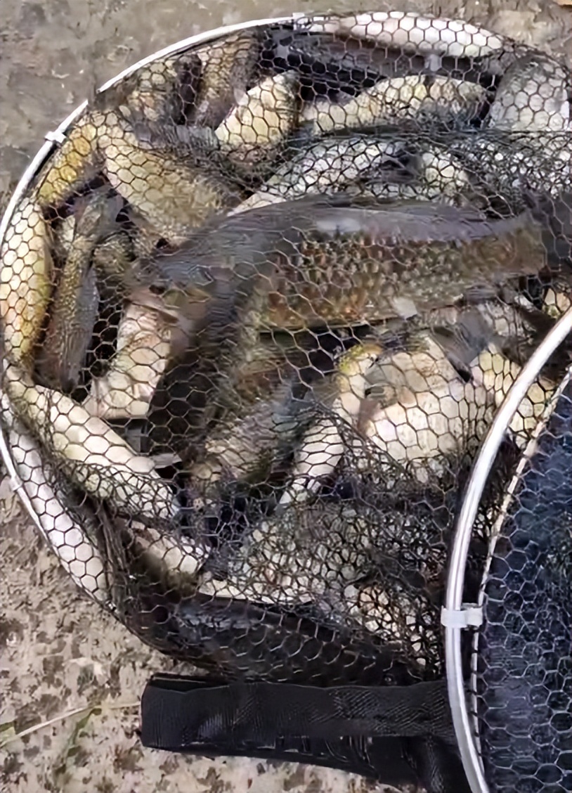 窝子里有鱼就是不咬钩,窝子打好上鱼不愁