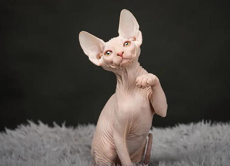 养猫咪的基础知识无毛猫,无毛猫养猫注意事项