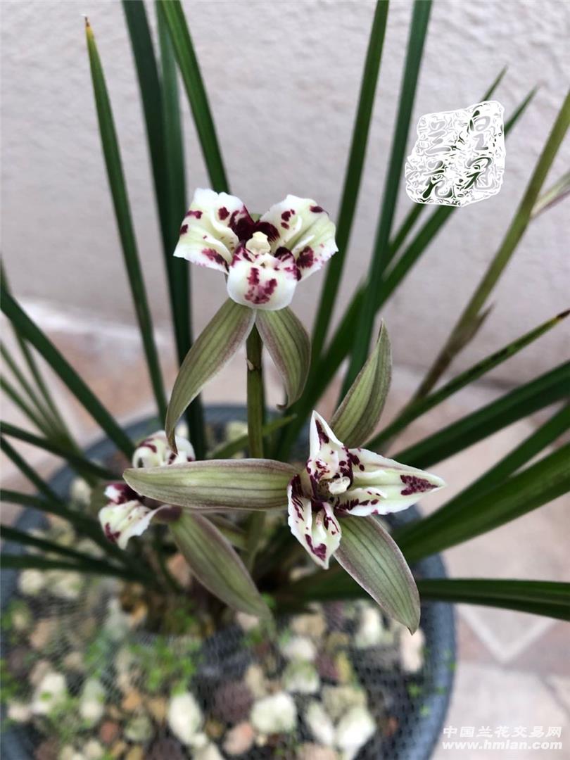 80鍚庡皬浼欏吇鍏扮殑骞冲焊鐢熸椿,90鍚庡吇鍏颁汉鎴愬姛妗堜緥