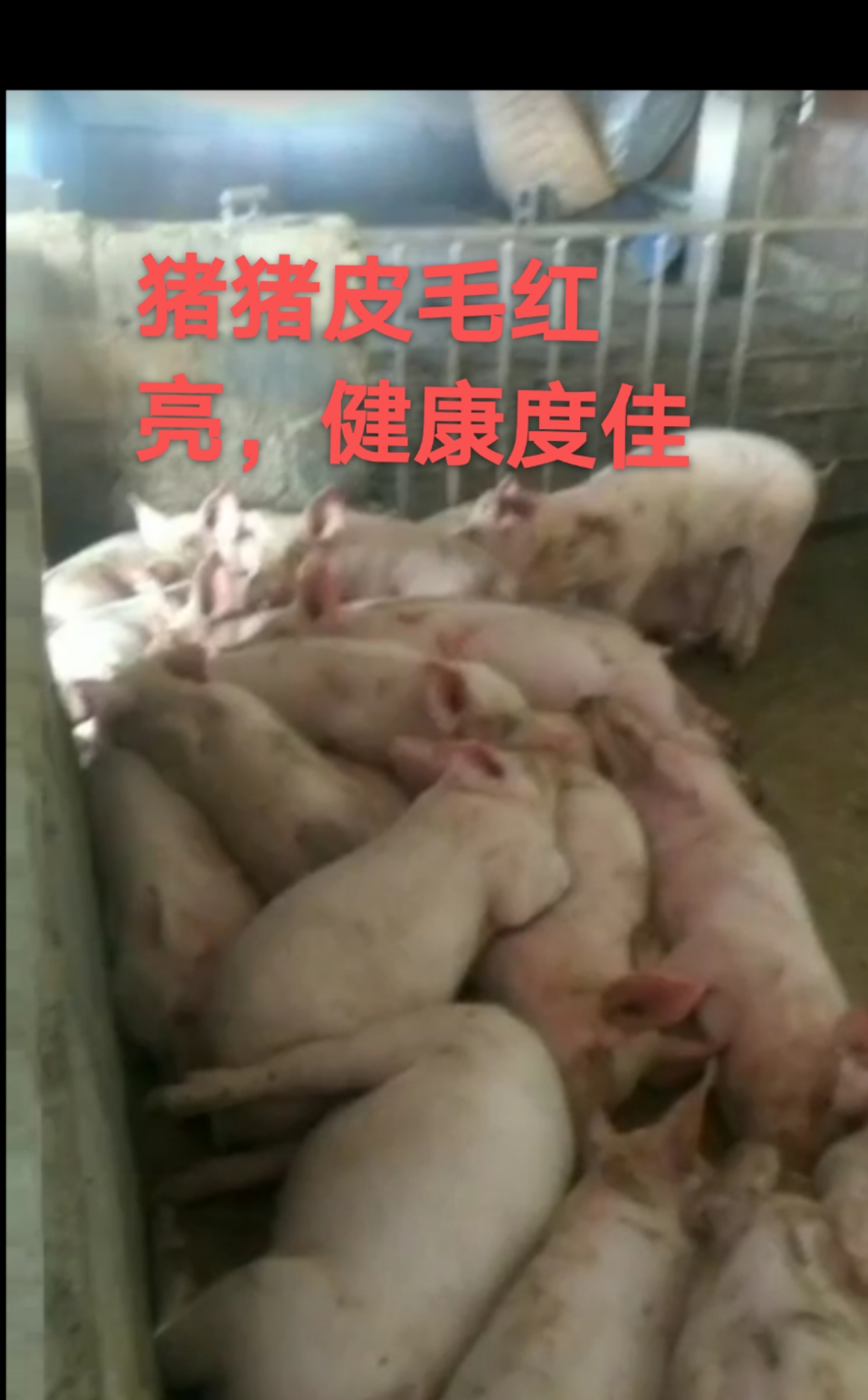 猪群稳定价低迷,港甘老板猪场采用组合拳防控非瘟猪场一直稳定