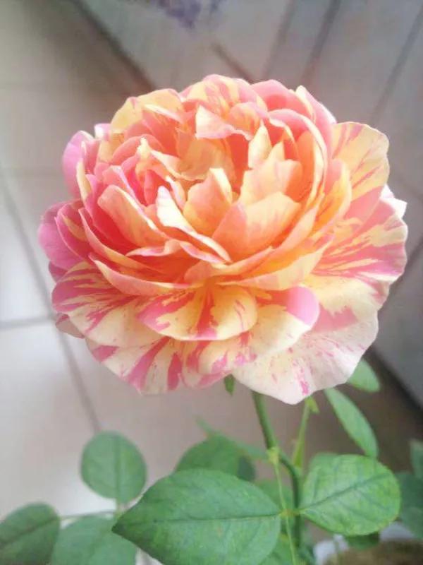 法国莫奈代表作品,和莫奈相似的月季