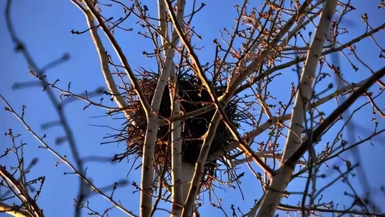 鸟露天筑巢不怕雨淋吗,鸟窝都是露天下雨咋办