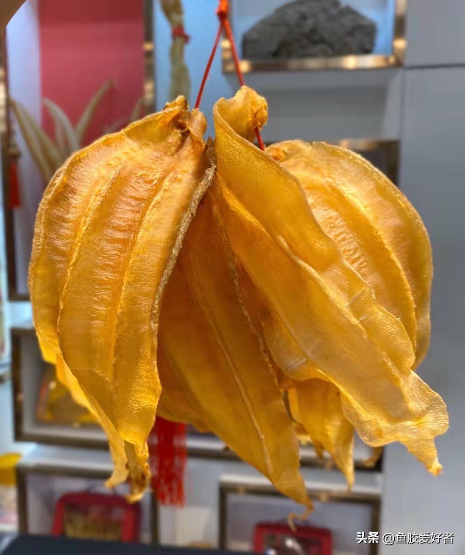 鱼胶主要是哪个国家,鱼胶产地在什么地方产的最好