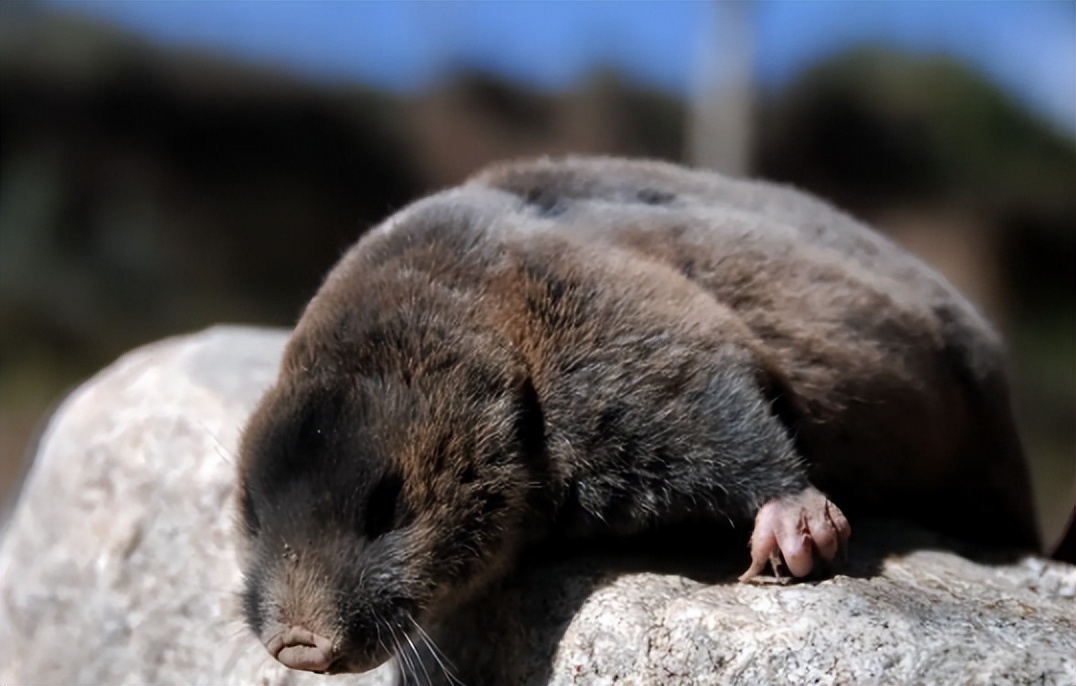 人工养殖老鼠能干嘛,养殖老鼠能致富吗
