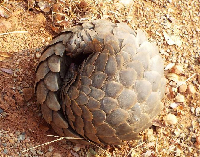 穿山甲机器人简介,体内穿山甲微型机器人