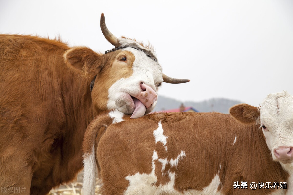 牛得了口蹄疫治好之后还会复发吗,牛得了口蹄疫不吃不喝能挺多少天