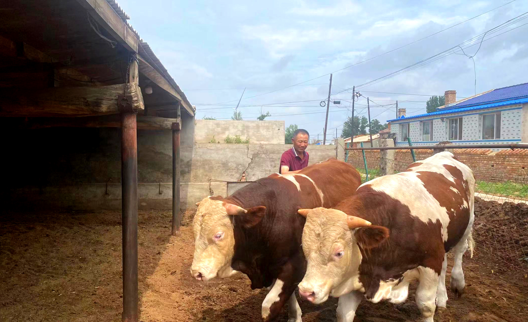 苏尼特右旗黄牛改良,西乌珠穆沁旗黄牛改良