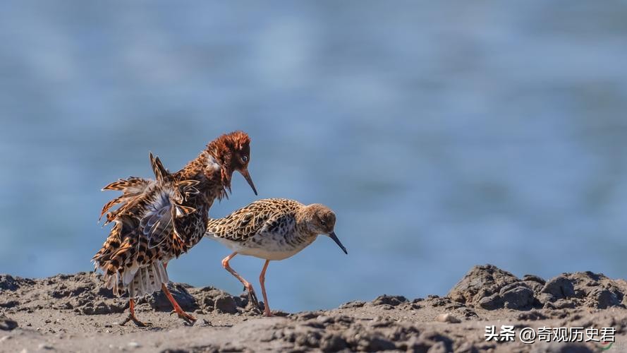 动物和人类行为的研究,有关动物行为的研究