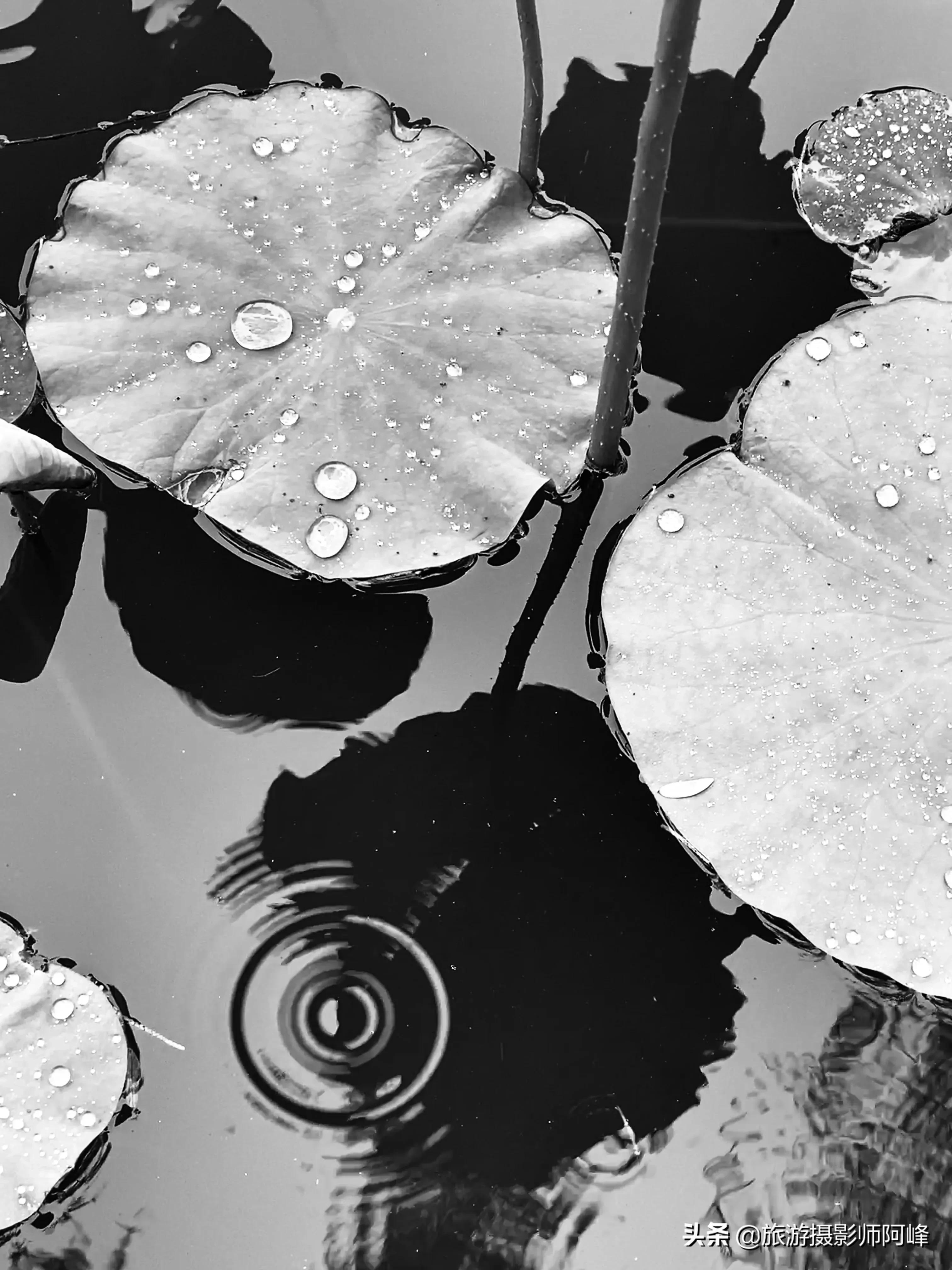 定格瞬间苹果,iphone实况功能