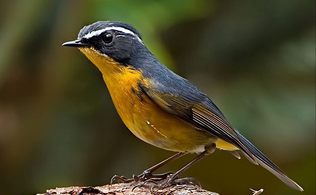 鸟儿大全高清图,高清珍稀鸟动态图片大全