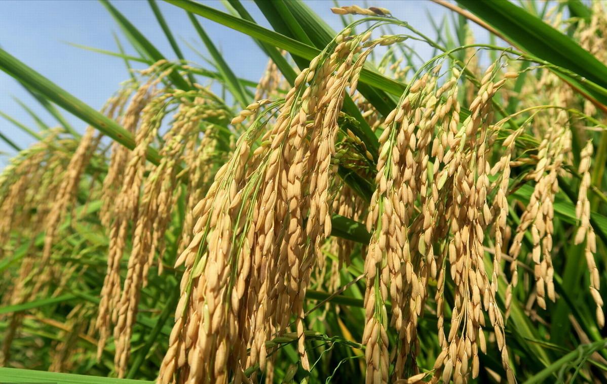 促进水稻氮素吸收利用的途径,促进水稻根系生长的措施