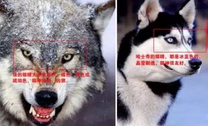 山东动物园哈士奇,山东动物园一只哈士奇混入了狼群