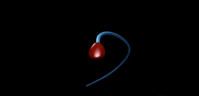 精子的活动轨迹讲解,精子的轨迹分析