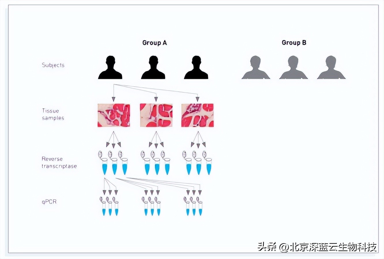 qpcr技术的基本原理和过程,qpcr的双线分析