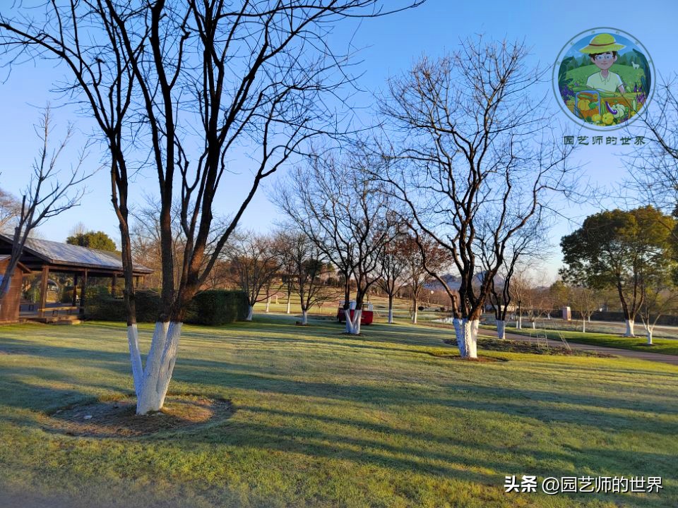 疏林草地的作用,疏林草地效果图