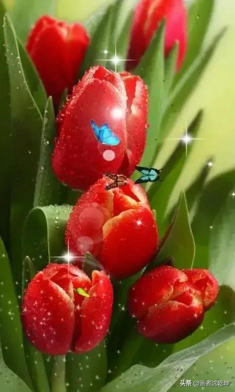 绝美郁金香花图片,绝美郁金香图片大片