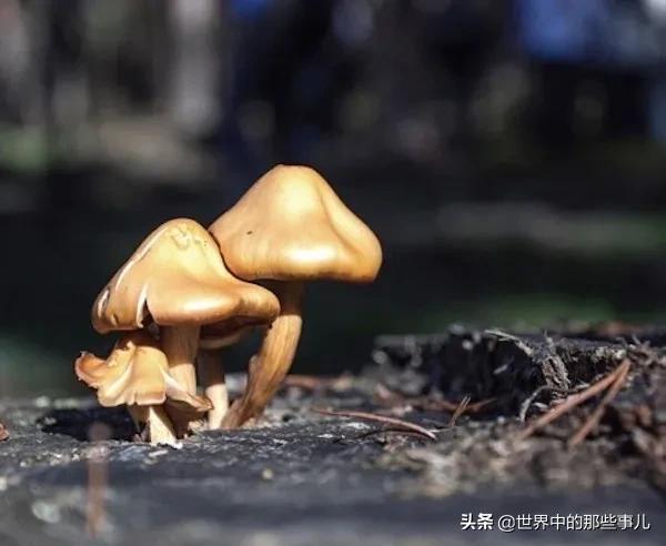 西班牙没有的国内产品,西班牙产品