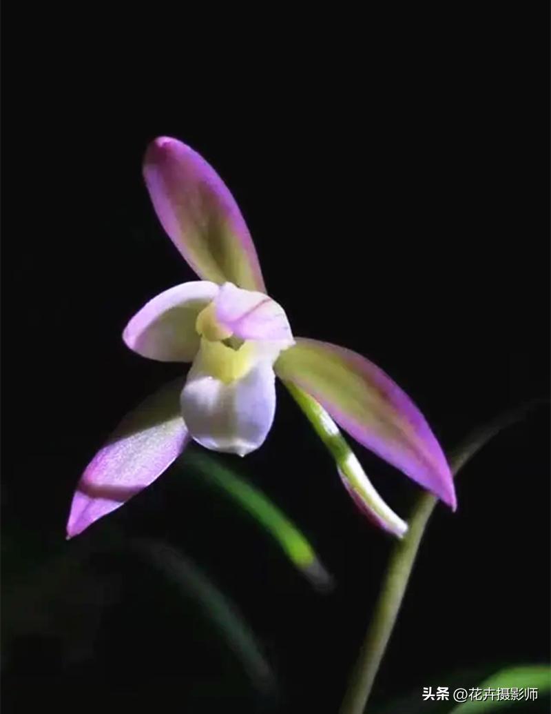 适合家里养的兰花名贵品种,适合家庭养的名贵兰花