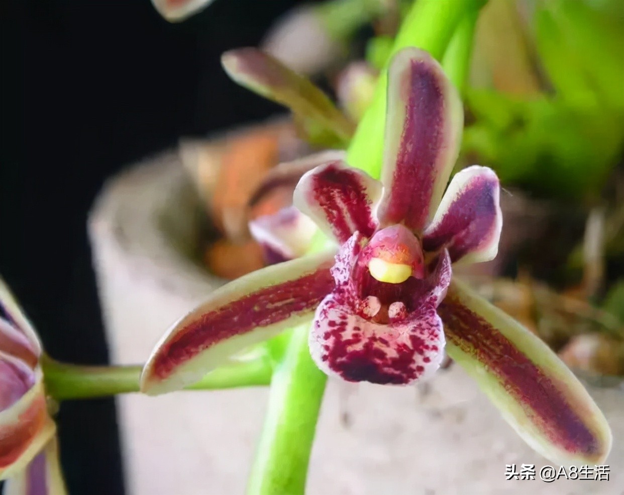 带你认识中华兰花纹瓣兰,顶级纹瓣兰图片