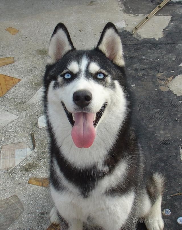 哈士奇不吃狗粮怎么办,哈士奇不爱吃饭怎么办