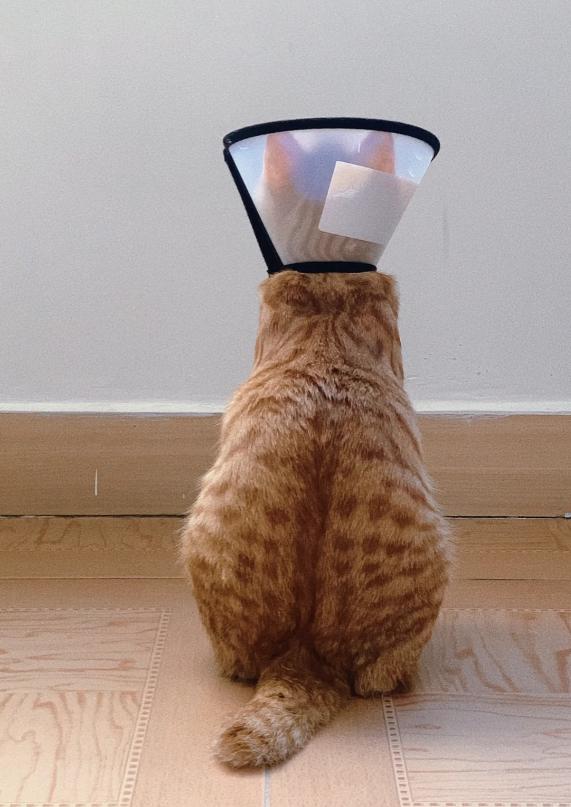 养橘猫千万别买木地板,新手养橘猫攻略幼猫