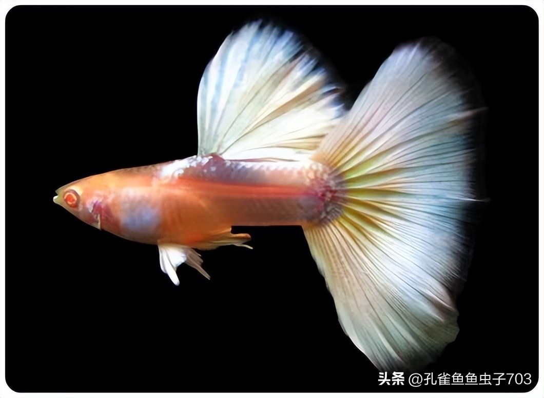 春季鱼为什么死亡如何救活,自己养的鱼无征兆死亡怎么回事