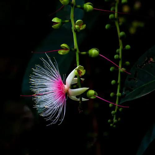 玉蕊树的花有什么功效,植物玉如意花的寓意和象征