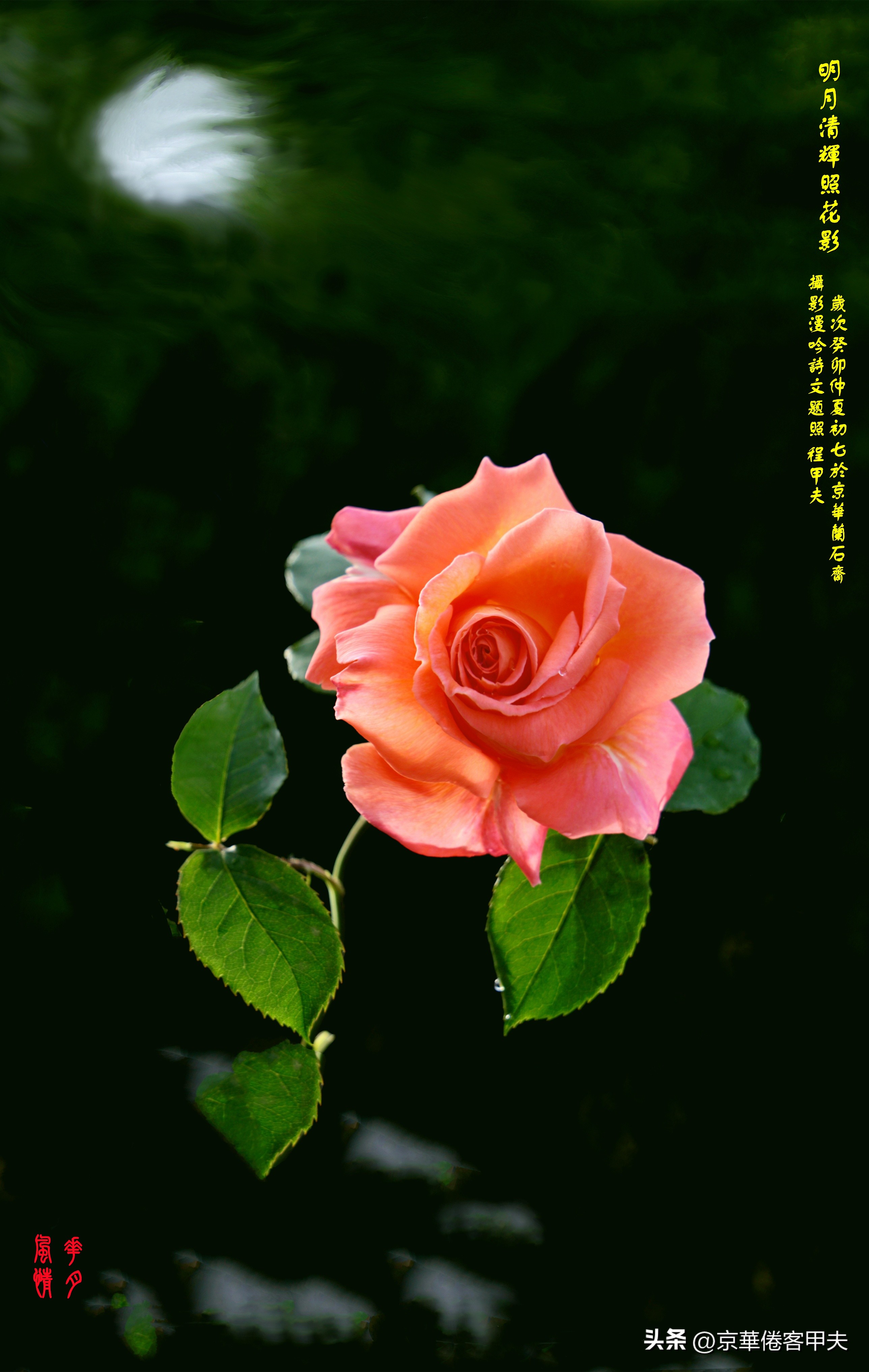 鐢插か鍘熷垱浣滃搧娆ｈ祻,鐢插か鍘熷垱