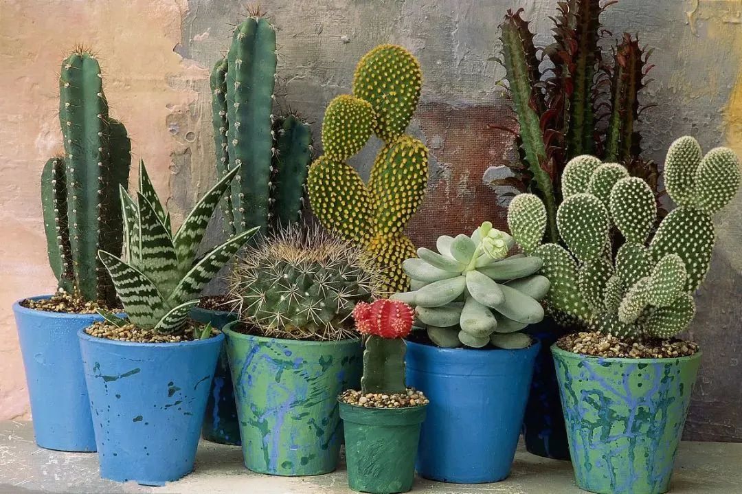 卧室养什么花最好最养人,客厅养什么花最好养最旺财