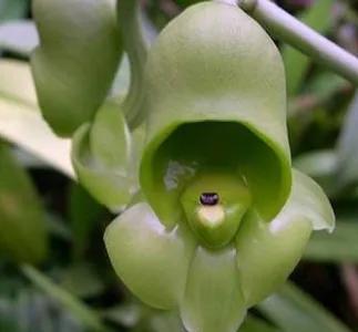 奇花异草是一道道亮丽的风景线,五彩缤纷的春天奇花异草